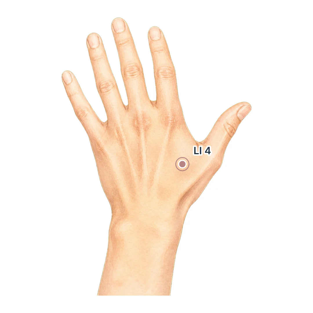 Acupressure point LI 4 on the back of the hand, in the web between the thumb and index finger